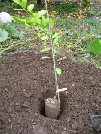 Planned and planted the orchard